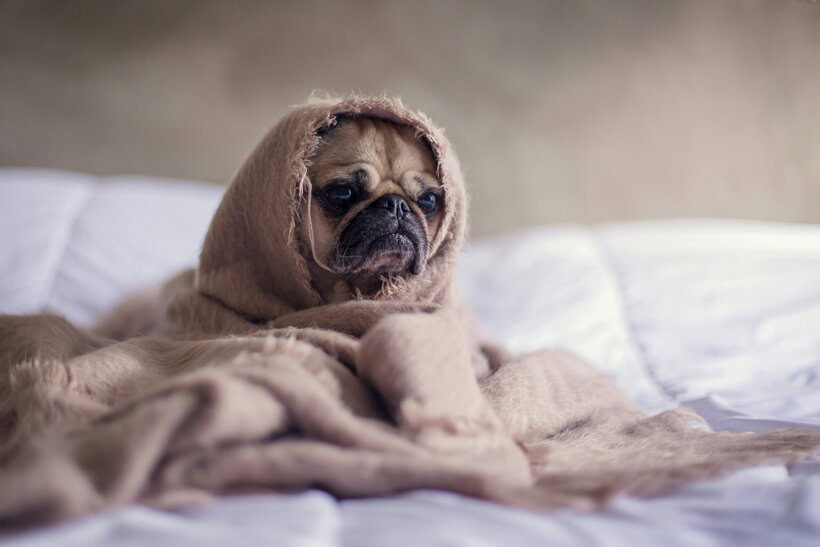 Mopsas