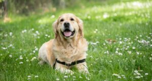 Labradoro retriveris