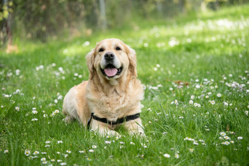 Labradoro retriveris