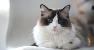 ragdolas-skudurinuke-kate