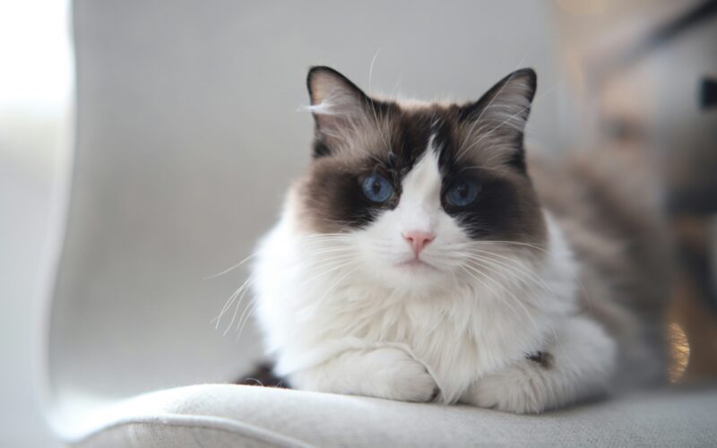 ragdolas-skudurinuke-kate