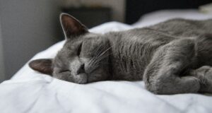 Rusų mėlynoji katė