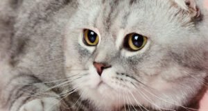 skotu-nulepause-kate